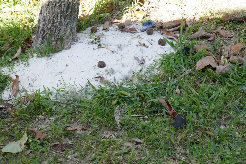 whole hickory nuts and small bones placed at the base of a tree for gray squirrels to chew on