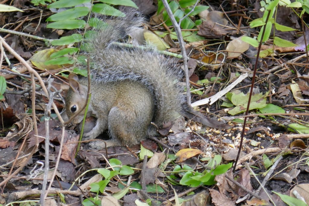 juvenile gray squirrel chewing on a whole pignut hickory nut