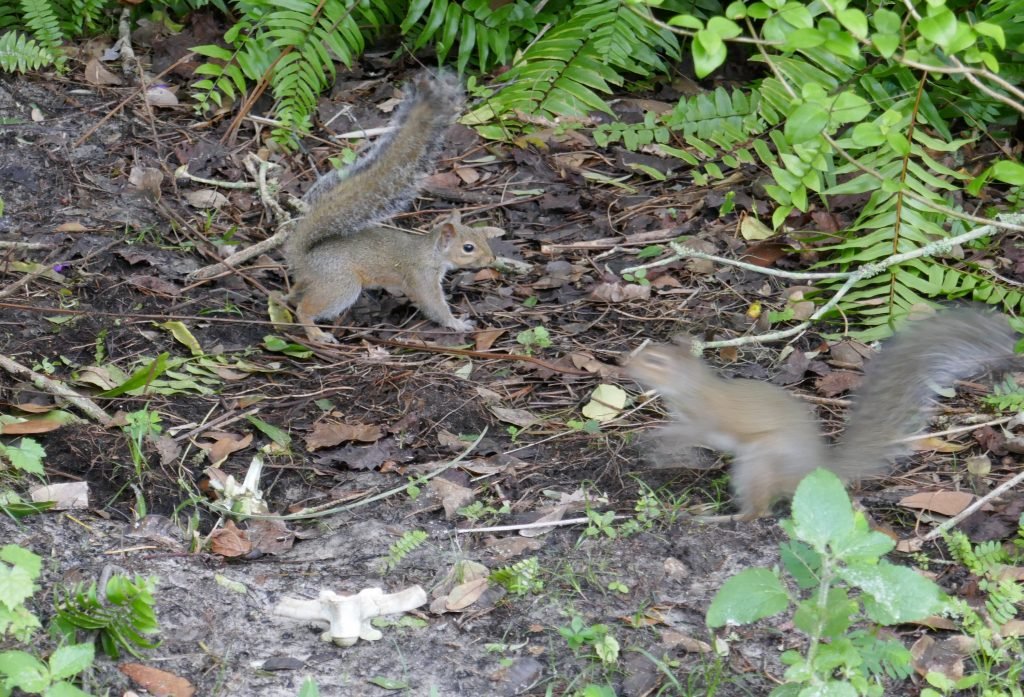 juvenile gray squirrels chasing each other in the garden