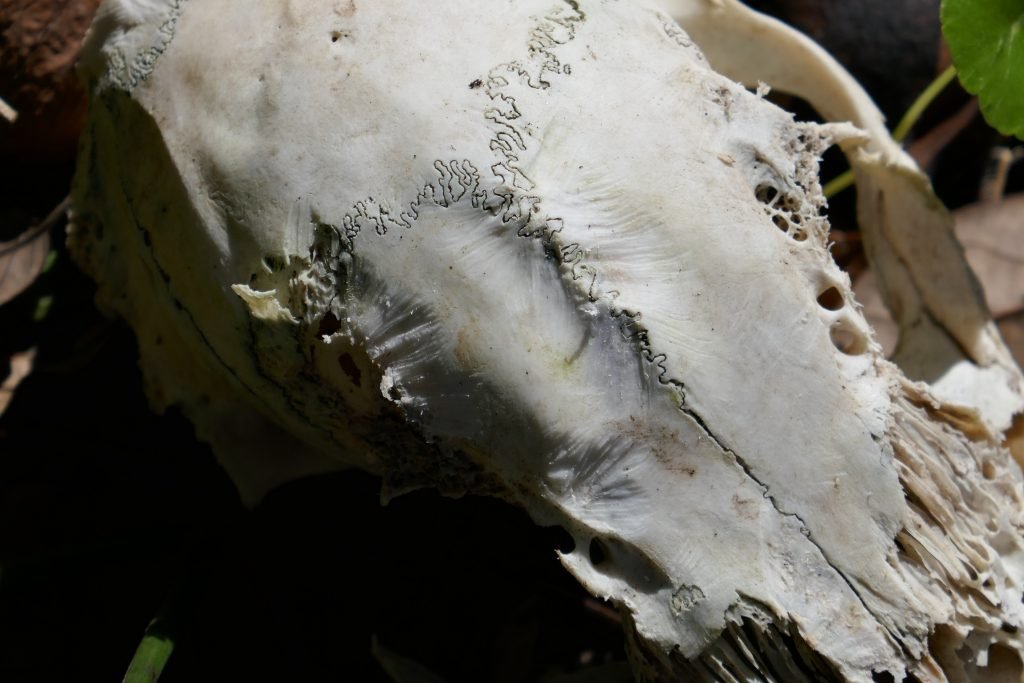 a bleached skull that has been chewed by gray squirrels