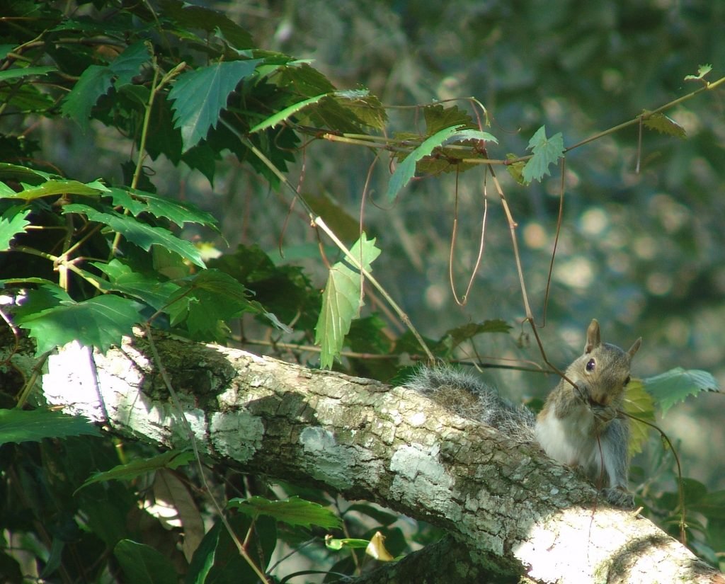 a juvenile gray squirrel chewing on a muscadine grapevine