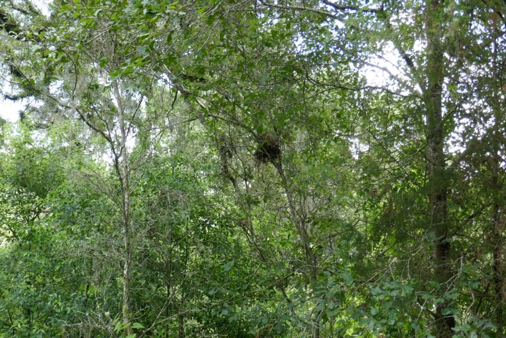 a gray squirrel nest in a tree