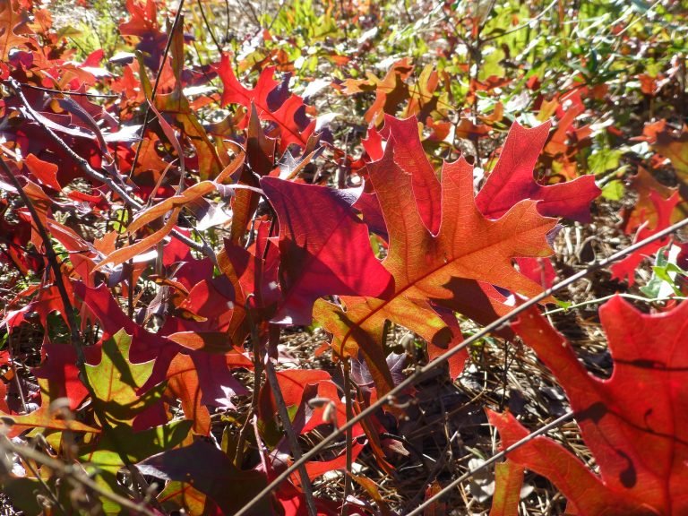 turkey oak (Quercus laevis) leaves in brilliant shades of red