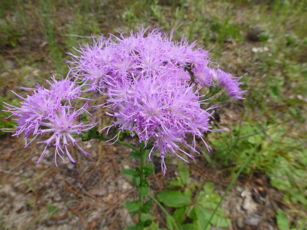 Florida paintbrush flowers (Carphephorus corymbosus)