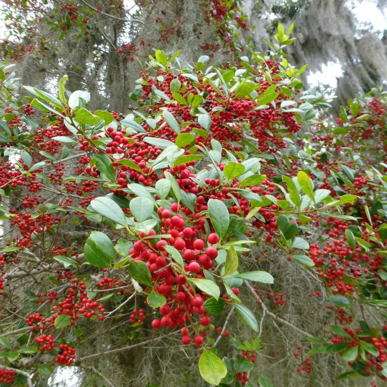 The brilliant red berries of a dahoon holly (Ilex cassine).