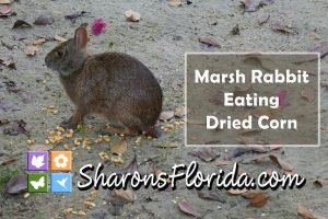YouTube video link to a video of a marsh rabbit eating dried corn