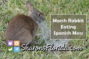 YouTube video link to a video of a marsh rabbit eating Spanish moss