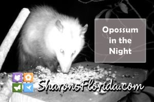 video link to a Virginia opossum (Didelphis virginiana) eating sunflower seeds in the night