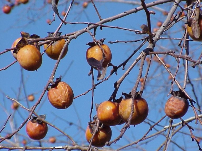 Persimmon (Diospyros virginiana) fruit hanging on a tree with the blue sky in the background.