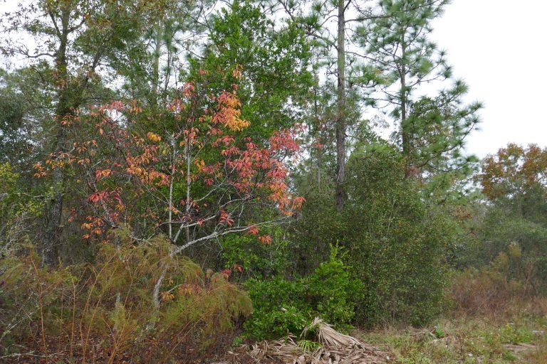 Beautiful red leaves of a persimmon tree (Diospyros virginiana).