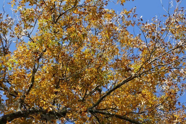 golden pignut hickory (Carya glabra) leaves in the fall.