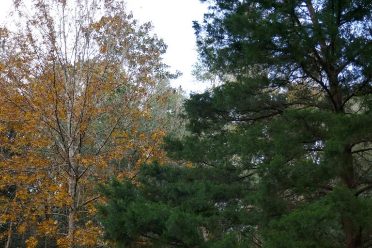 golden pignut hickory (Carya glabra) leaves in the fall.