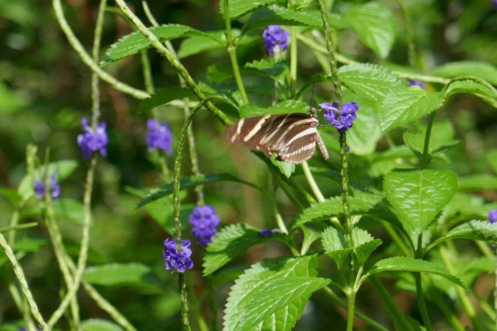 Porterweed (Stachytarpheta jamaicensis)