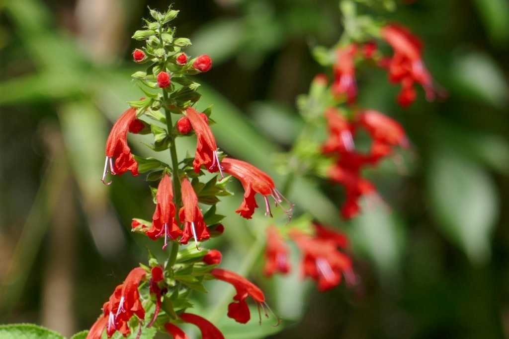 Red Salvia flowers (Salvia coccinea)