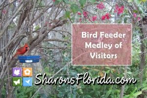 screen shot of a video of bird feeder medley of visitors