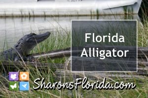 Florida alligator sunning on a canal bank