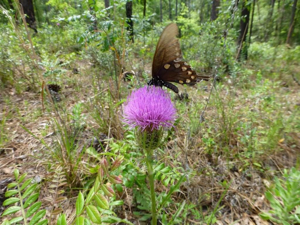 Purple Thistle flower (Cirsium horridulum) and black swallowtail butterfly