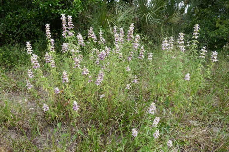 dotted horsemint (Monarda punctata) plant in the landscape in bloom