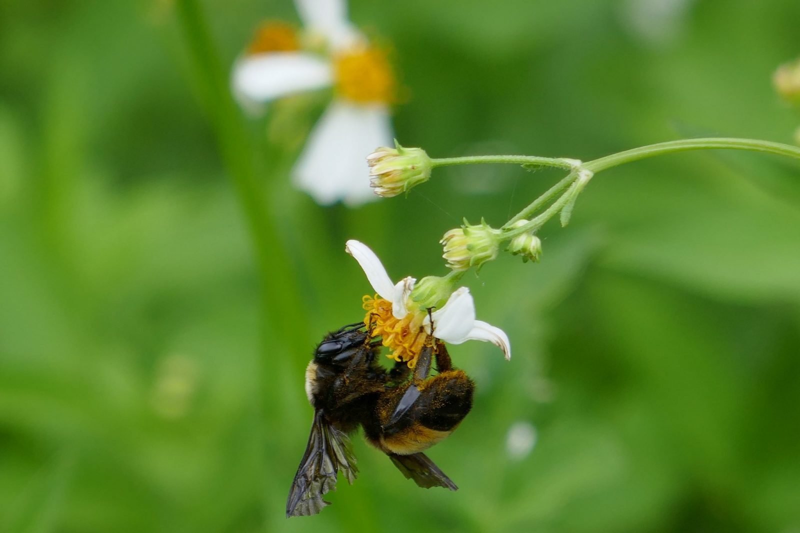 Plant These for the Bumblebees Sharons Florida