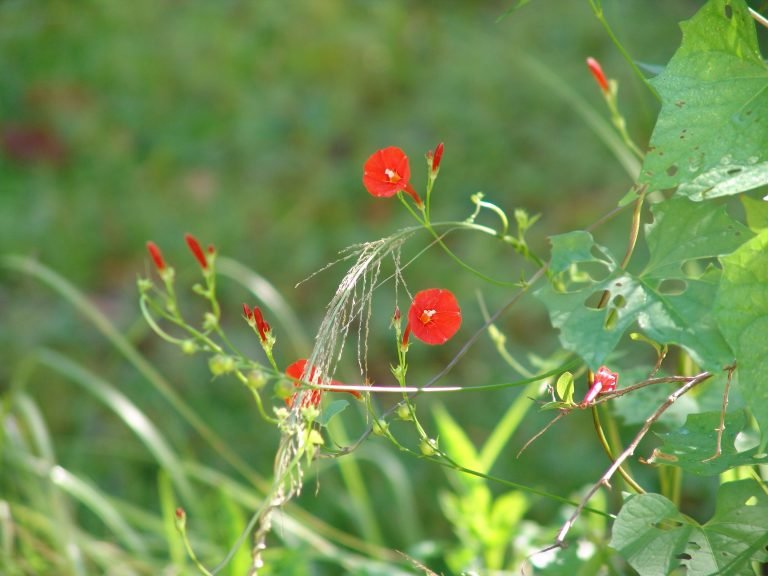 scarlet morning glory (Ipomoea hederifolia)