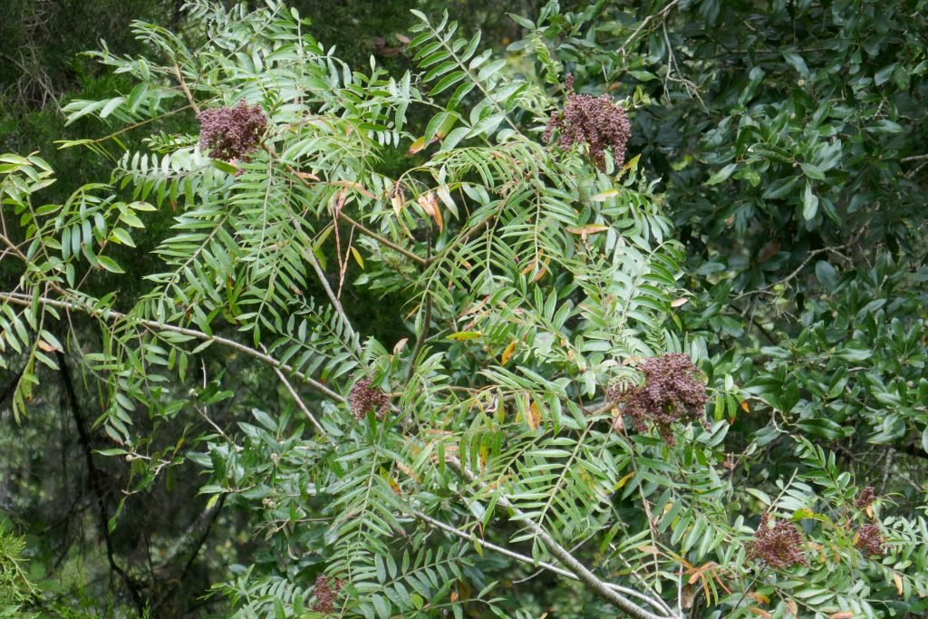 Florida's Wild Edibles Sharons Florida