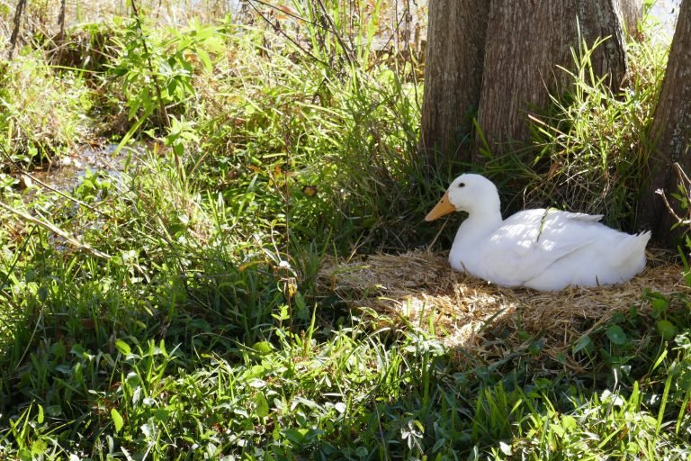a female Pekin duck sitting on a nest
