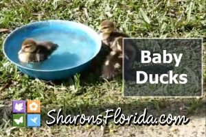 thumbnail for a video about baby muscovy ducks