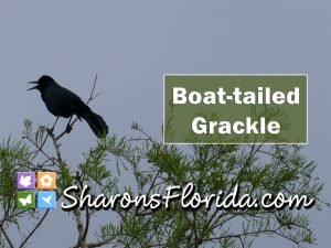 thumbnail for a video about boat-tailed grackles