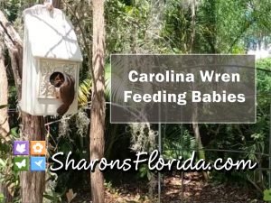 thumbnail for a video about Carolina wren feeding babies