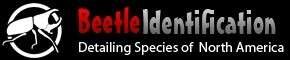 beetle identification site logo