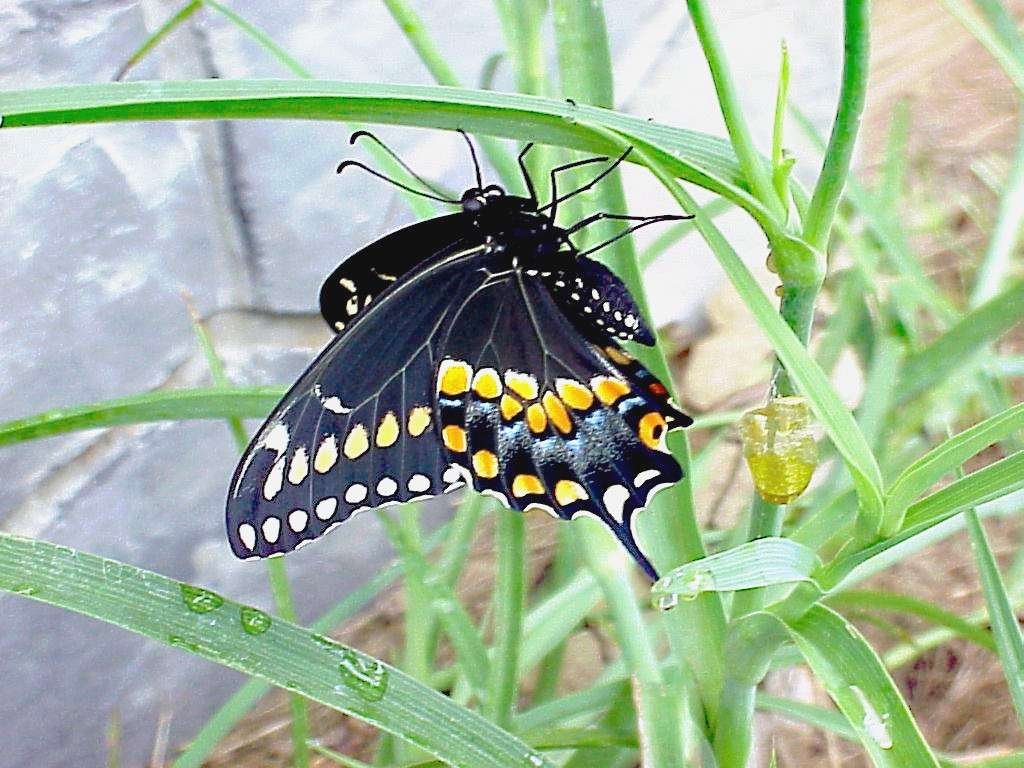 black swallowtail butterfly newly emerged from its chrysalis