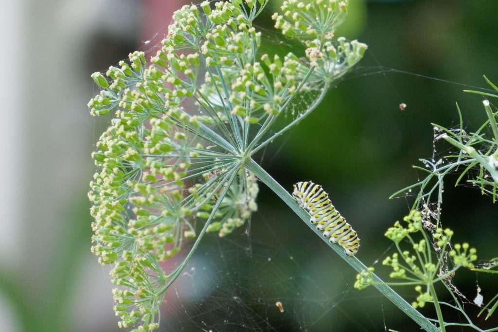 black swallowtail caterpillar on a dill plant