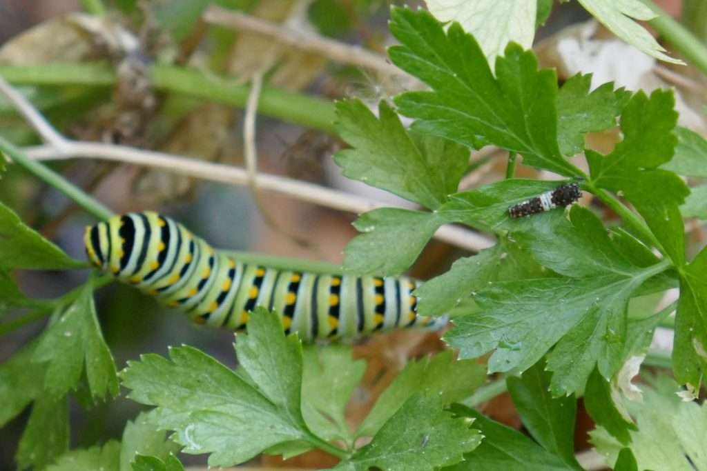 first and last instars of black swallowtail caterpillars on a parsley plant