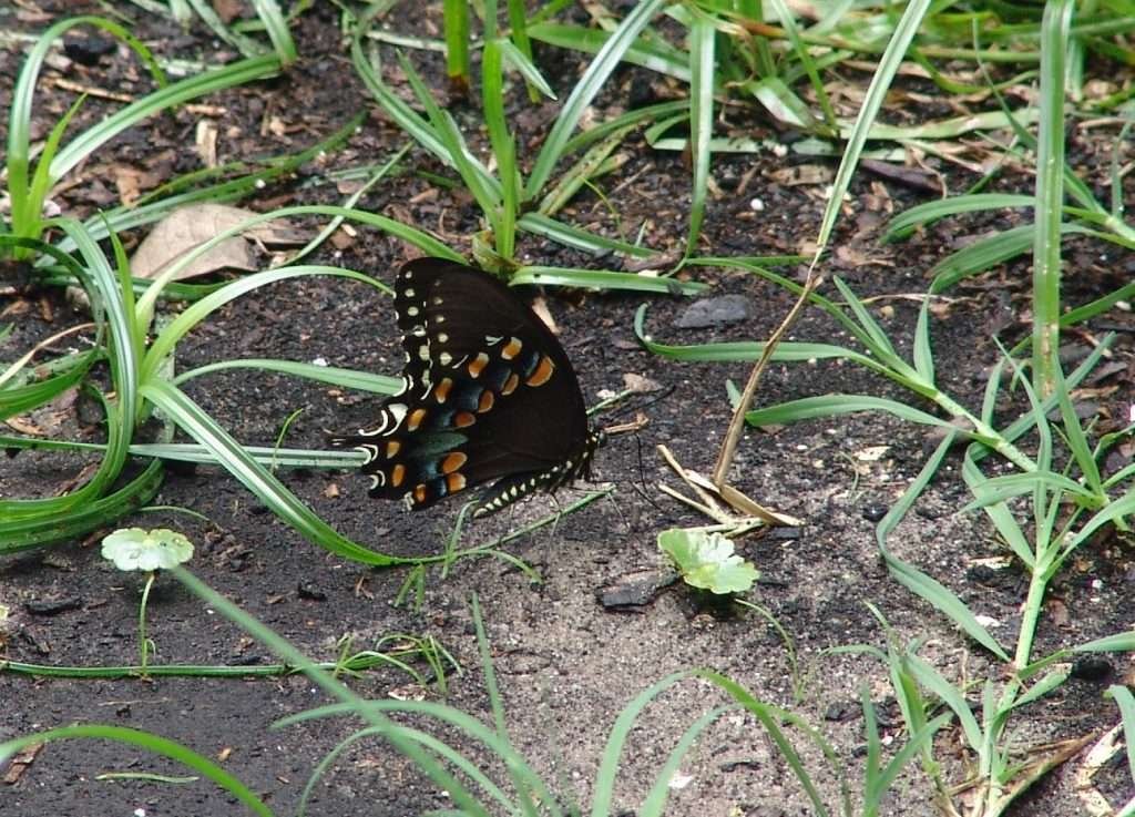 black swallowtail butterfly puddling (drinking water from moist soil)