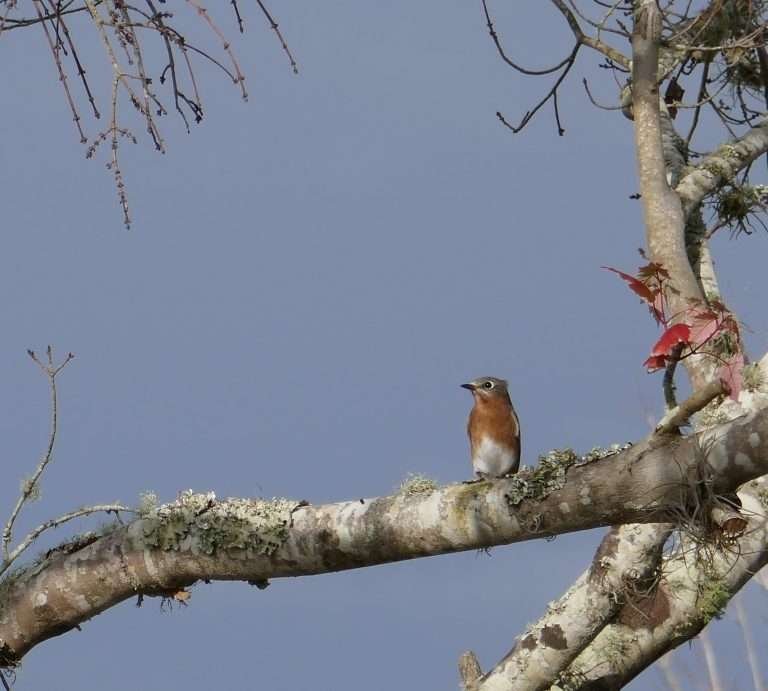 female bluebird