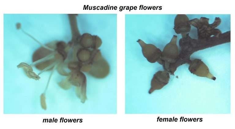 muscadine grapevine male and female flower comparison (Vitis rotundifolia)