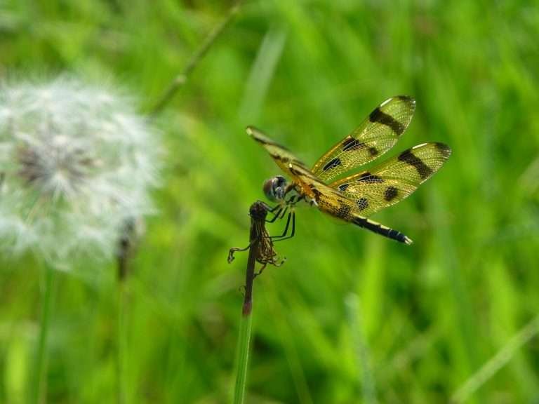 Halloween pennant dragonfly