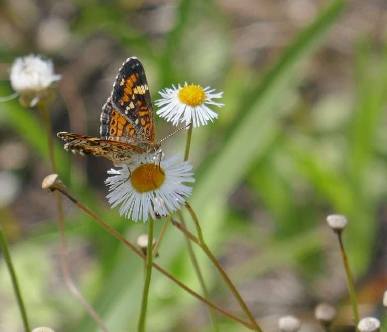 phaon crescent butterfly on a fleabane flower