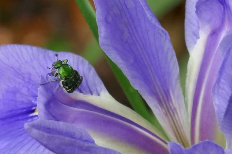 scarab beetle on a blue flag iris flower