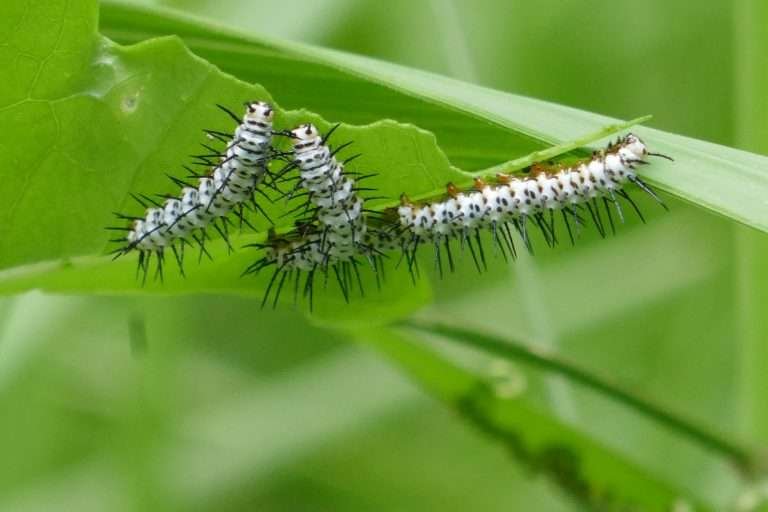 zebra longwing caterpillars