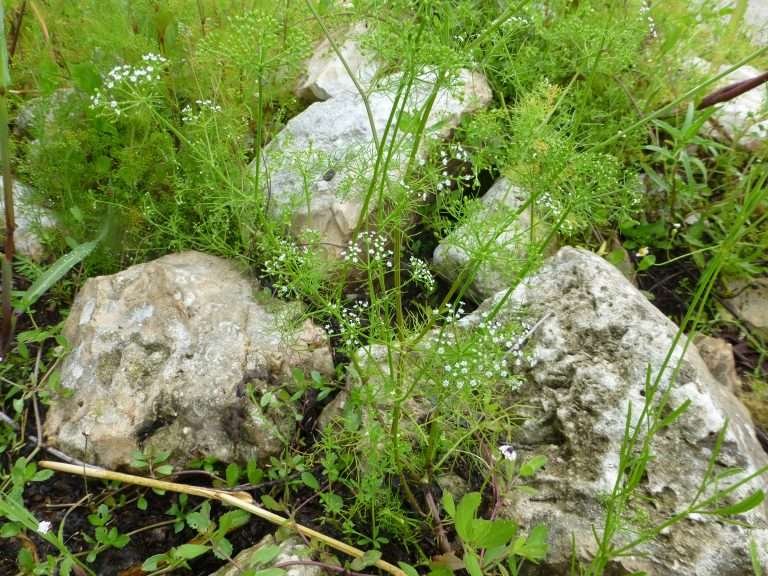 mock bishops weed (Ptilimnium capillaceum)