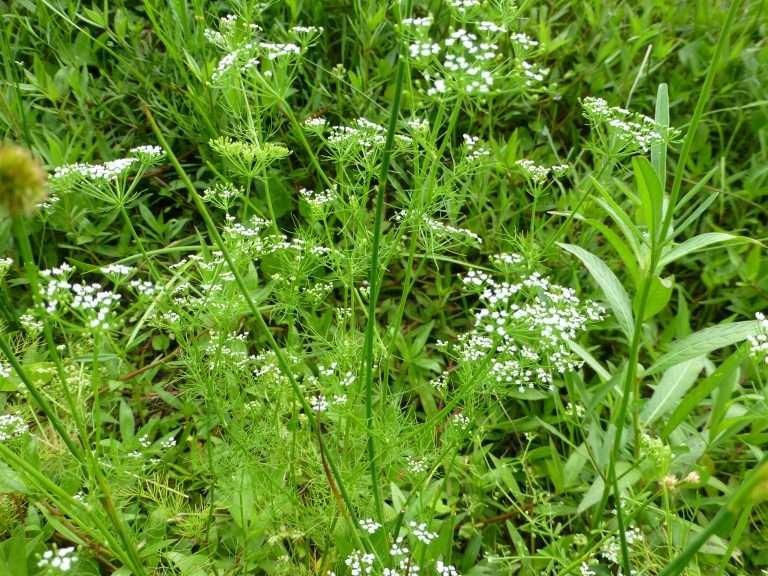 mock bishops weed (Ptilimnium capillaceum)