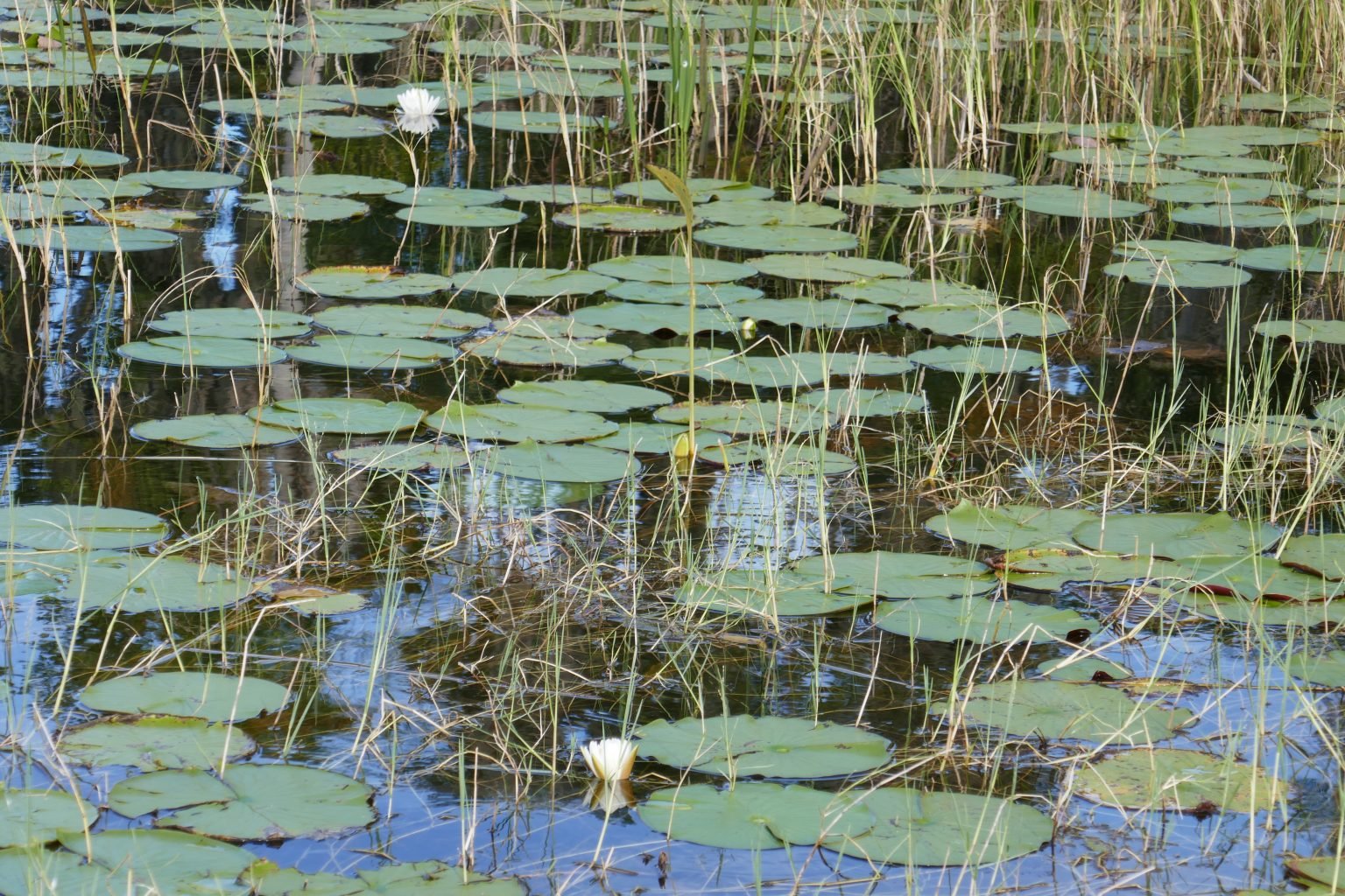 American White Water-lily - Sharons Florida