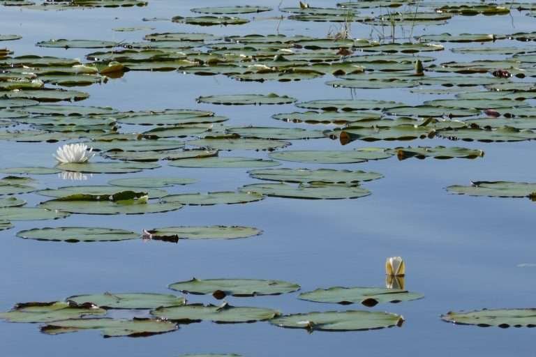American White Water-lily (Nymphaea odorata) on a lake