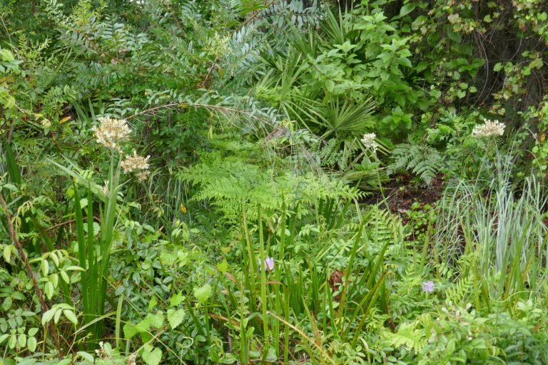 Carolina Redroot (Lachnanthes caroliana)