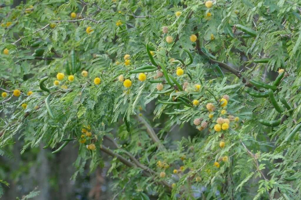 Sweet acacia (Vachellia farnesiana var farnesiana)