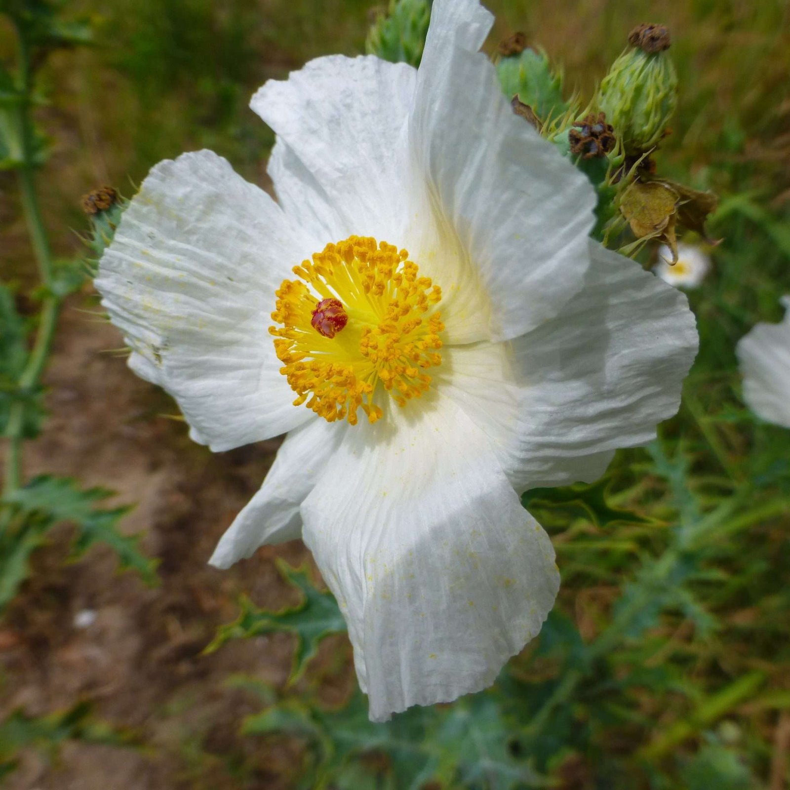 Bluestem Prickly Poppy Sharons Florida