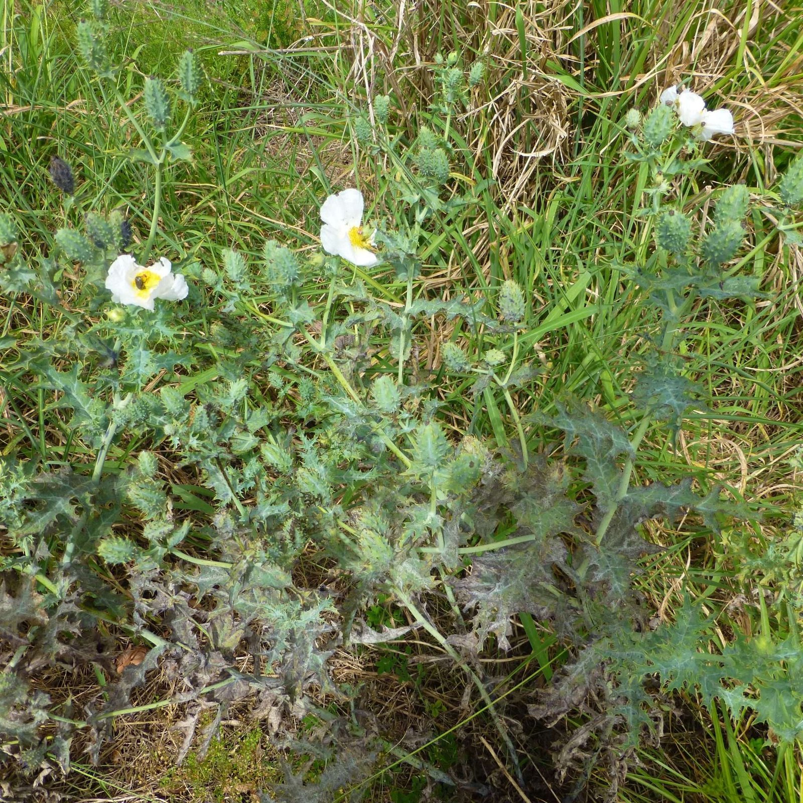 Bluestem Prickly Poppy Sharons Florida