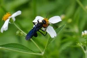 blue-winged black thread-waisted wasp