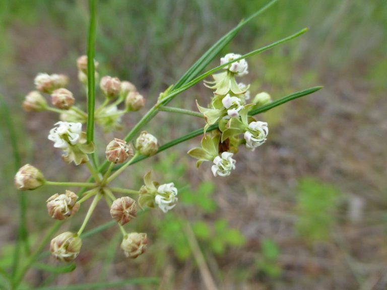 whorled milkweed (Asclepias verticillata)
